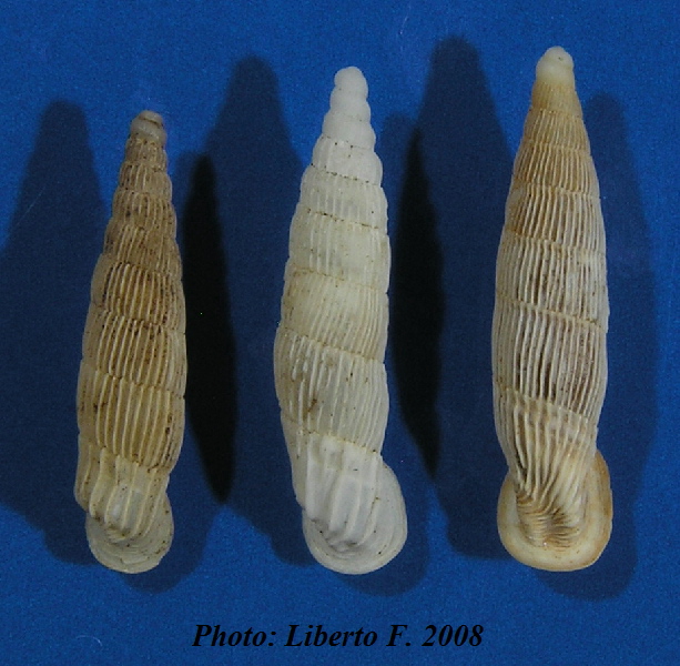 Lampedusa melitensis